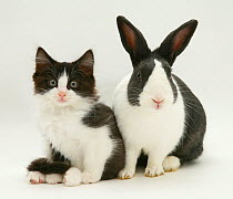 Black-and-white kitten with black Dutch rabbit.