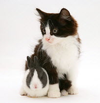 Black-and-white kitten with baby blue Dutch rabbit, 3 weeks.