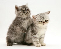 Smoke and silver exotic shorthair kittens.