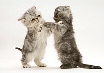 Smoke and silver exotic shorthair Kittens, play-fighting.