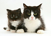 Black-and-white Persian-cross cat, with her kitten.