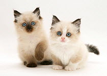 Two Birman-cross kittens.
