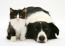 Black-and-white Border Collie bitch lying chin on floor with black-and-white kitten.