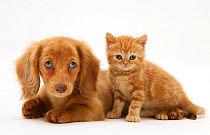 Cream Dapple Miniature Long-haired Dachshund puppy with British shorthair red tabby Kitten.