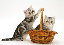 Two silver tabby Exotic kittens playing with a wicker basket.