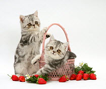Blue-silver exotic shorthair kittens with pink wicker basket and strawberries.