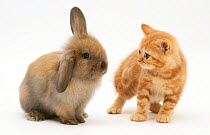 Ginger kitten and brown lop rabbit kit.