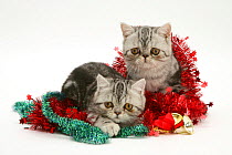 Two silver tabby exotic kittens with Christmas tinsel.