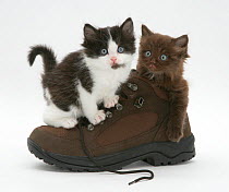 Black-and-white kitten with chocolate kitten in a shoe.