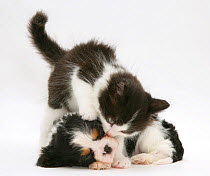 Black-and-white kitten and sleeping Cavalier King Charles Spaniel puppy.