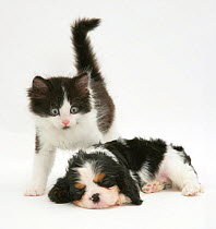 Black-and-white kitten and sleeping Cavalier King Charles Spaniel puppy.