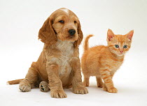 Golden Cocker Spaniel puppy and red kitten.