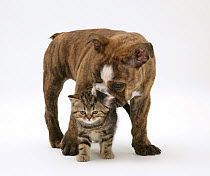 Bulldog puppy playing with tabby kitten.