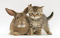 British shorthair brown tabby female kitten with young agouti rabbit.