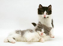 Persian cross black-and-white and blue-bicolour Nancy kittens.