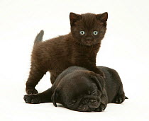 Black Pug puppy snoozing with a black kitten.