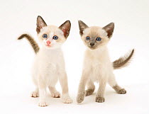 A pair of Siamese-cross kittens.