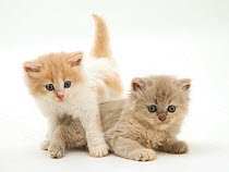 Ginger-and-white and lilac-tortoise shell Persian-cross kittens.