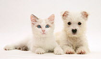 Ragdoll kitten with West Highland White Terrier puppy.