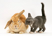 Blue-and-white Burmese-cross kitten with sandy lop rabbit.