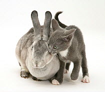 Silver rex doe rabbit with blue-and-white Burmese-cross kitten.