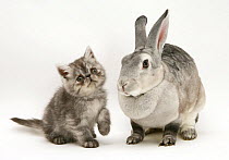 Silver exotic kitten, 9 weeks, with silver rex doe rabbit.