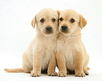 Retriever-cross puppies sitting cheek to cheek.