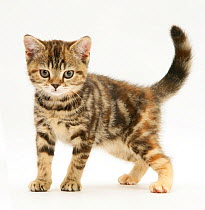 British shorthair tabby-tortoiseshell kitten.