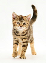 British shorthair tabby-tortoiseshell kitten.