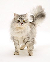 Silver tabby Chinchilla male cat.