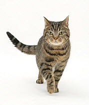 Brown spotted British shorthair male cat walking towards camera.