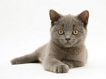 British shorthair blue kitten lying.