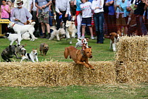 Dogs jumping over bales in a terrier racing event. Surrey, UK