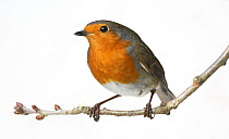 European Robin (Erithacus rubecula) perched on a twig against a white background. UK, September.