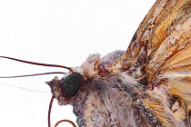 Large Yellow Underwing Moth (Noctua pronuba) underside showing frenulum connecting hindwing to forewing. Surrey, UK, October.