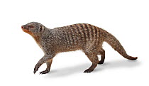 Banded Mongoose (Mungos mungo) walking against a white background. Endemic to Namibia and Southern Africa.