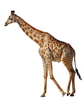 Giraffe (Giraffa camelopardalis) in profile  (wild animal photogaphed in Africa, background digitally removed)