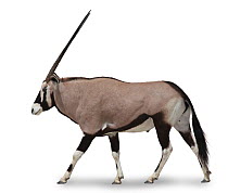 Gemsbok (Oryx gazella) in profile against white background. Endemic to central and southern Africa.