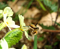 Common Bee Fly (Bombylius major) visiting Primrose (Primula vulgaris) in flower. Surrey, UK, April.
