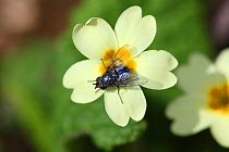Bluebottle Fly (Calliphora) on Primrose (Primula vulgaris) in flower. Surrey, UK, April.