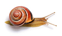 Brown-lipped Banded Snail (Cepaea) against a white background. Surrey, UK, April.