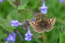 Dingy Skipper (Erynnis tages) on Ground Ivy (Glechoma hederacea). Surrey, UK, May.