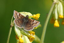 Dingy Skipper (Erynnis tages) on Cowslip (Primula veris) in flower. Surrey, UK, May.