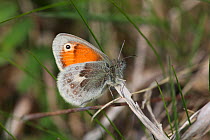Small Heath Butterfly (Coenonympha pamphilus) in profile on a twig. Surrey, UK, May.