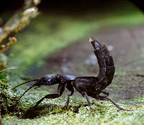Devil's Coach-horse Beetle (Staphylinus / Ocypus olens) in defensive posture. Surrey, UK, May.