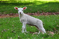 Lamb, 1 week, in a field. Surrey, UK, May.