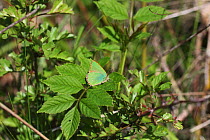 Green Hairstreak Butterfly (Callophrys rubi) resting on leaves. Surrey, UK, June.
