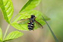Hoverfly (Dasysyrphus venustus) resting on leaf. Surrey, UK, June.