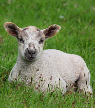 Lamb resting on a field in late spring. Surrey, UK, June.