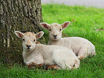Lambs resting by a tree trunk in late spring. Surrey, UK, June.